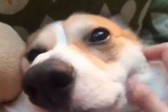 娱乐狗子爆料都是真的吗,真相还是谣言？